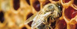 Где пчеле «медом намазано»